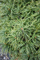 Mini Twists White Pine (Pinus strobus 'Mini Twists') at Valley View Farms