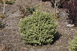 Wedding Ring Boxwood (Buxus microphylla 'Eseles') at Valley View Farms