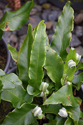 Hart's Tongue Fern (Phyllitis scolopendrium) at Valley View Farms