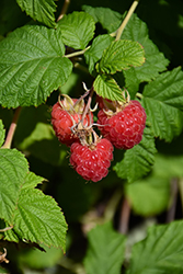 Raspberry Shortcake Raspberry (Rubus 'NR7') at Valley View Farms