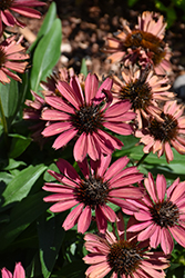 Kismet Raspberry Coneflower (Echinacea 'TNECHKR') at Valley View Farms