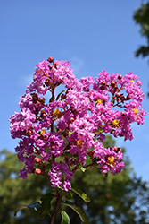 Catawba Crapemyrtle (Lagerstroemia indica 'Catawba') at Valley View Farms