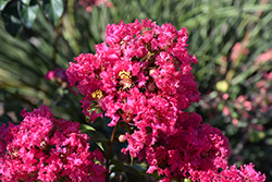 Princess Kylie Crapemyrtle (Lagerstroemia 'GA 0803') at Valley View Farms