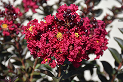 Double Feature Crapemyrtle (Lagerstroemia indica 'Whit IX') at Valley View Farms