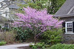 Alley Cat Redbud (Cercis canadensis 'Alley Cat') at Valley View Farms