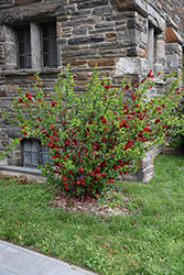 Double Take Scarlet Flowering Quince (Chaenomeles speciosa 'Scarlet Storm') at Valley View Farms