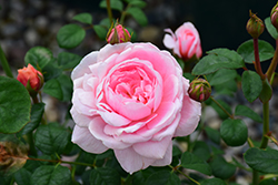 Queen Of Sweden Rose (Rosa 'Queen Of Sweden') at Valley View Farms