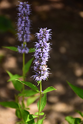 Blue Fortune Anise Hyssop (Agastache 'Blue Fortune') at Valley View Farms