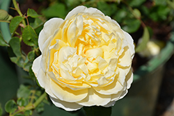 Charlotte Rose (Rosa 'Charlotte') at Valley View Farms