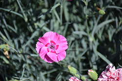 Mountain Frost Pink Carpet Pinks (Dianthus 'KonD1010K2') at Valley View Farms