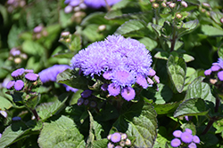 Aloha Blue Flossflower (Ageratum 'Aloha Blue') at Valley View Farms