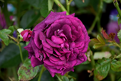 Twilight Zone Rose (Rosa 'WEKebtidere') at Valley View Farms