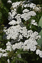 New Vintage White Yarrow (Achillea millefolium 'Balvinwite') at Valley View Farms