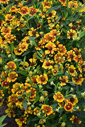 Salud Embers Sneezeweed (Helenium autumnale 'Balsaluemb') at Valley View Farms