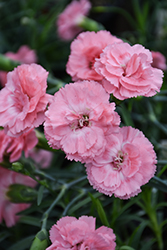 Scent First Tall Romance Pinks (Dianthus 'Wp09 Wen04') at Valley View Farms