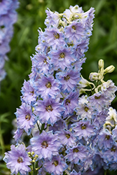 Delgenius Shelby Larkspur (Delphinium 'Shelby') at Valley View Farms