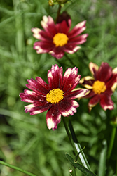 Lil' Bang Red Elf Tickseed (Coreopsis 'Red Elf') at Valley View Farms