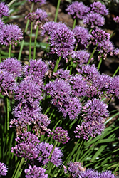 Windy City Ornamental Onion (Allium 'Windy City') at Valley View Farms