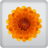 fall mum