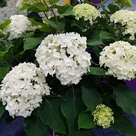 Plant Photo 7