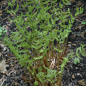 Plant Photo 6