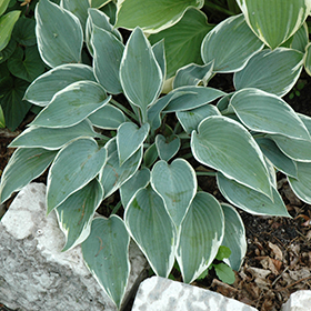 Plant Photo 6