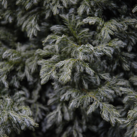 Plant Photo 6