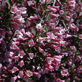 Plant Photo 2