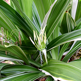 Plant Photo 5