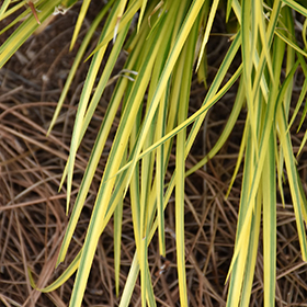 Plant Photo 8