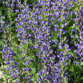 Plant Photo 7