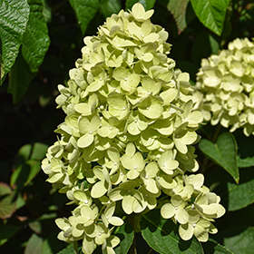 Plant Photo 9